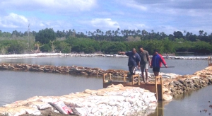 Establishing milkfish farming in Tonga